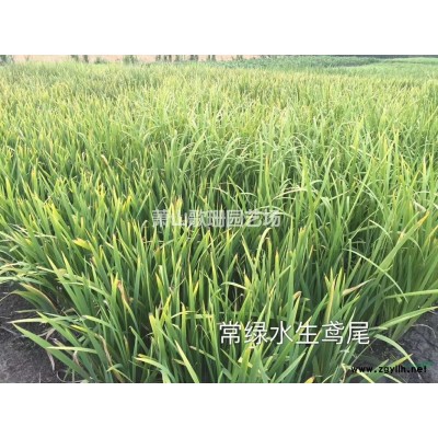 大叶栀子小叶栀子栀子花地栽苗小杯苗小毛球