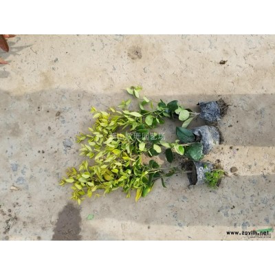 供应水生植物泽泻