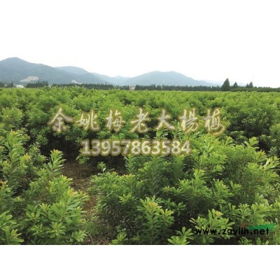 供应3公分杨梅树苗30000棵