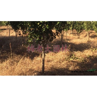 浙江余姚 中国樱花之乡，供应日本晚樱8-20公分