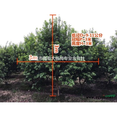 中国红枫之乡，供应精品红枫8-20公分