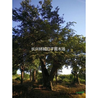 大红梅