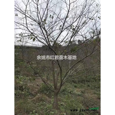浙江樱花装车3*新报价/樱花装车3图片
