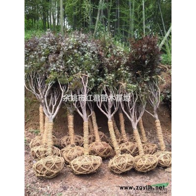 樱花供应/樱花图片