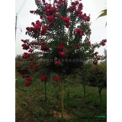 红枫秋天4供应/红枫秋天4图片