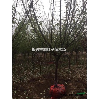 香樟大量