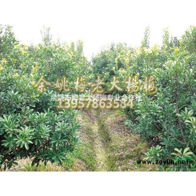 余姚杨梅树苗报价
