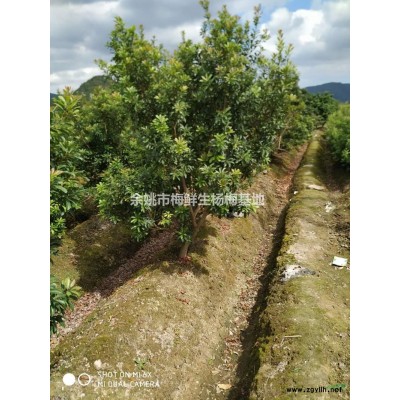 2公分杨梅，带土球上车价18元一棵，不带土球15元一棵