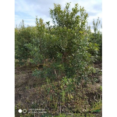 今年宁波四公分带土球的杨梅上车价只需要40元