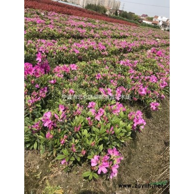 毛娟，毛娟球价格走势怎样，毛娟行情怎样