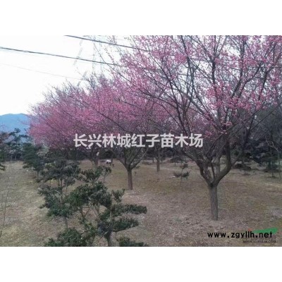浙江湖州长兴提供晚樱