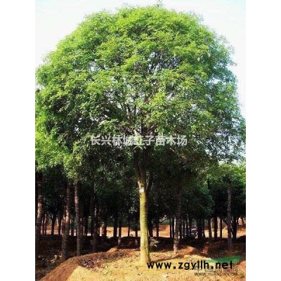 浙江提供白梅12-18公分量大