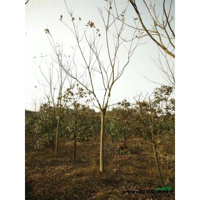 浙江长兴泗安林林城香樟树