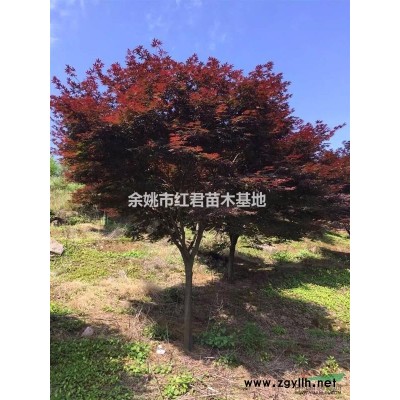 罗汉松2图片\罗汉松2报价