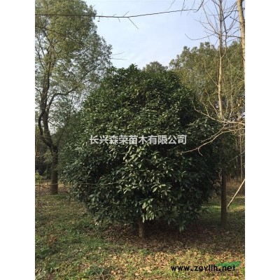 杨梅树品种*，价格低廉，有需要的抓紧联系