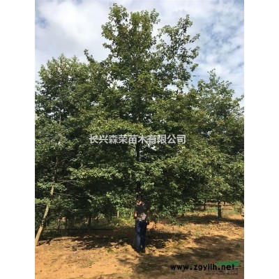 长兴吕山森荣苗木有限公司全年低价供应桂花树，桂花价格