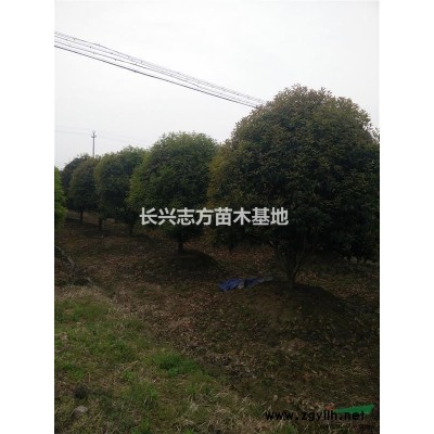浙江地区供应大梅桩