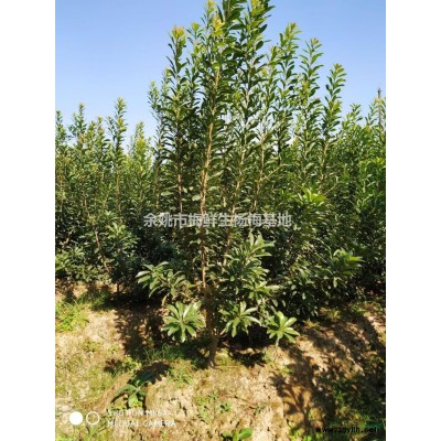 本苗圃的三公分杨梅带土球价格便宜，采购三公分杨梅带土球可以来