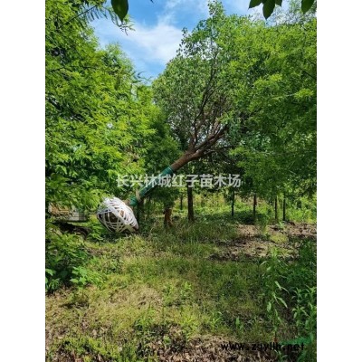 无患子15-20公分