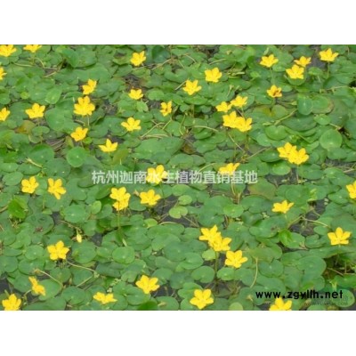 供应麦冬草矮麦冬金边麦冬玉龙草