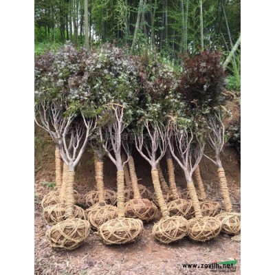 红枫2*新价格/红枫2报价