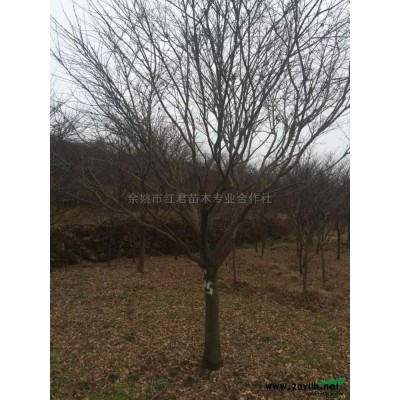 紫薇*新行情报价/紫薇*新图片