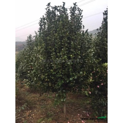 桂花*新价格/桂花报价