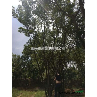 找价格低香樟，品质好的香樟树就来长兴
