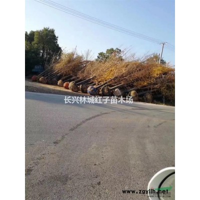浙江地区供应紫玉白兰12-25公分