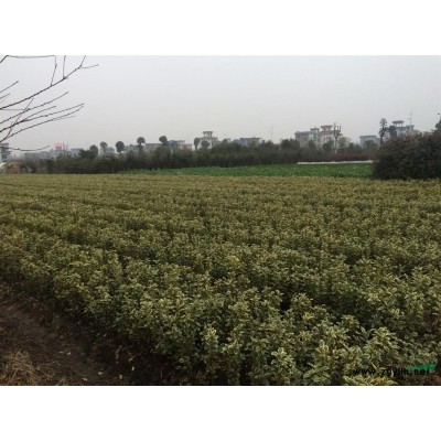 花石榴3图片\花石榴3报价