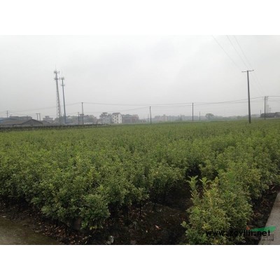 花石榴2供应/花石榴2图片