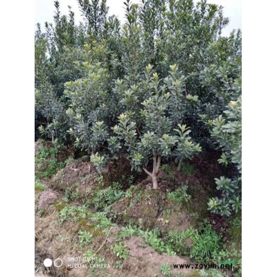 今年四公分杨梅带土球价格，四公分杨梅带土球上车价