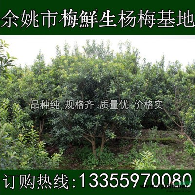 5公分杨梅带土球上车价60元一棵