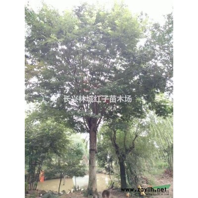 浙江泗安丛生香樟量大