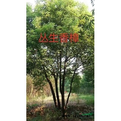 浙江长兴红梅