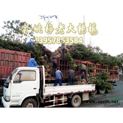 浙江宁波供应红枫3-20公分