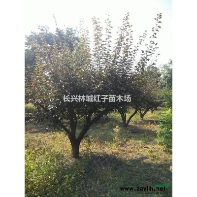 长兴提供12-15乌桕抓紧