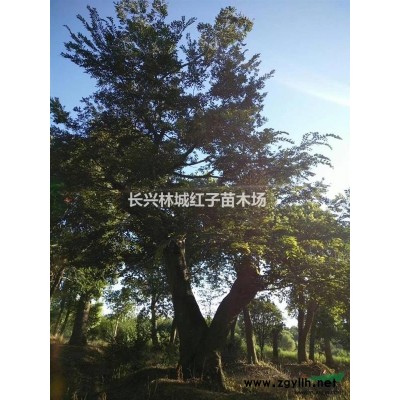 浙江长兴林城提供10-18公分三角枫