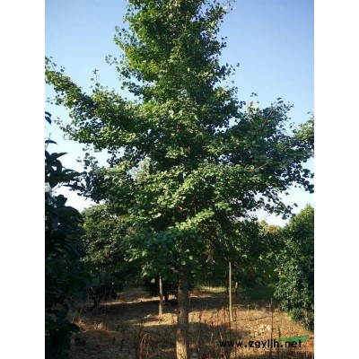 林城泗安提供沙朴树10-20公分量大