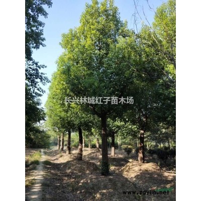 浙江林城红子苗木场无患子18公分
