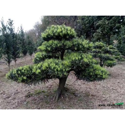 浙江红枫秋天2信息
