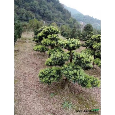 春天的樱花风采行情报价\春天的樱花风采图片展示