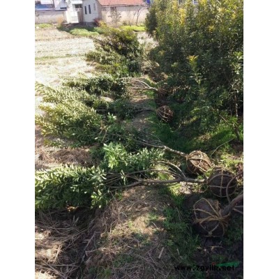 杨梅价格_杨梅图片_杨梅产地_杨梅绿化苗木苗圃基地