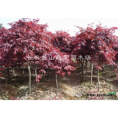 精品桂花树长兴供应，桂花价格