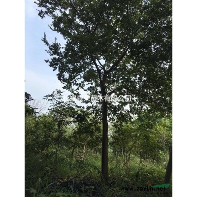 长兴供应桂花树，优质桂花树大量供应