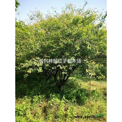 浙江地区供应乌桕12-20公分