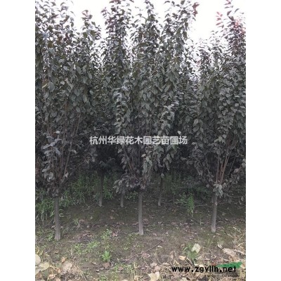 浙江金森女贞2介绍
