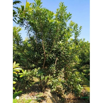 本苗圃大量批发三公分杨梅苗