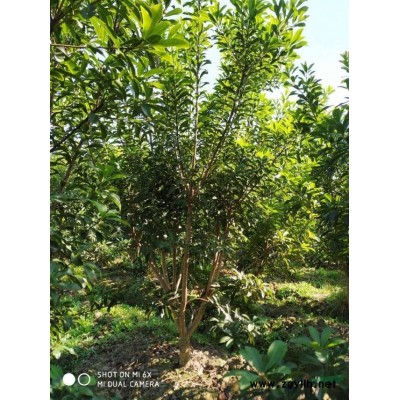 宁波四公分带土球的杨梅基地实拍