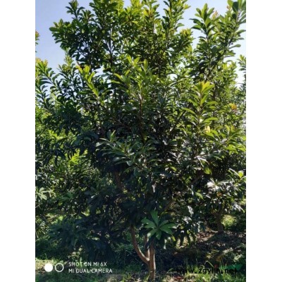 买杨梅苗到宁波宁波余姚市杨梅价格便宜，宁波余姚市市专业的杨梅